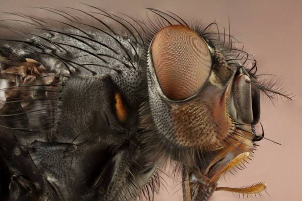 Photograph Omer Alp Evirgen Extreme Fly on One Eyeland
